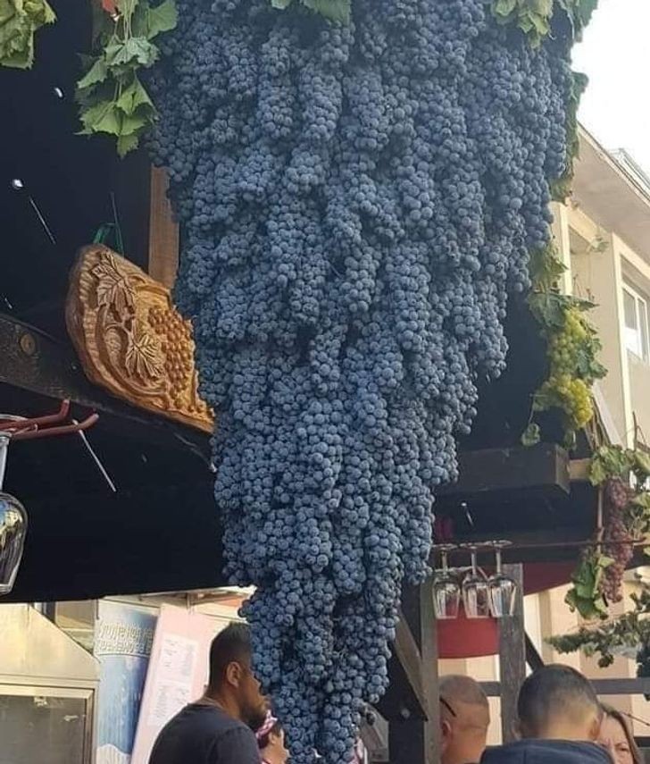 9. Ogromna kiść winogron, złożona z normalnych kiści