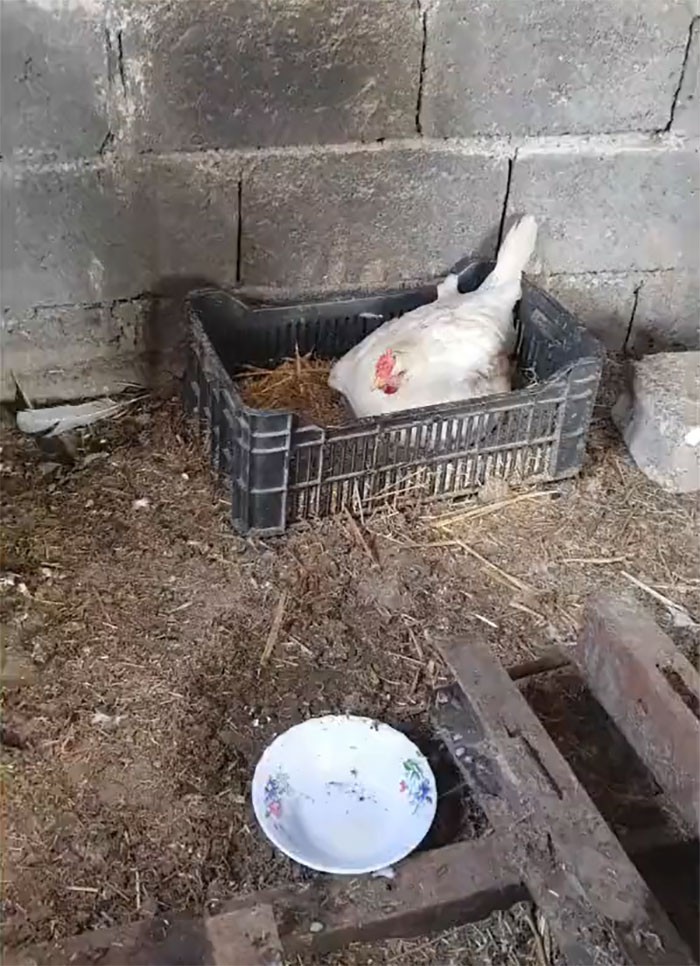Farmer usłyszał miauczenie dobiegające z kurnika i pomyślał, że jego kurczaki mogą być w niebezpieczeństwie.
