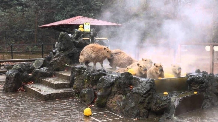 14. Spa dla kapibar. Japończycy uwielbiają te zwierzęta.