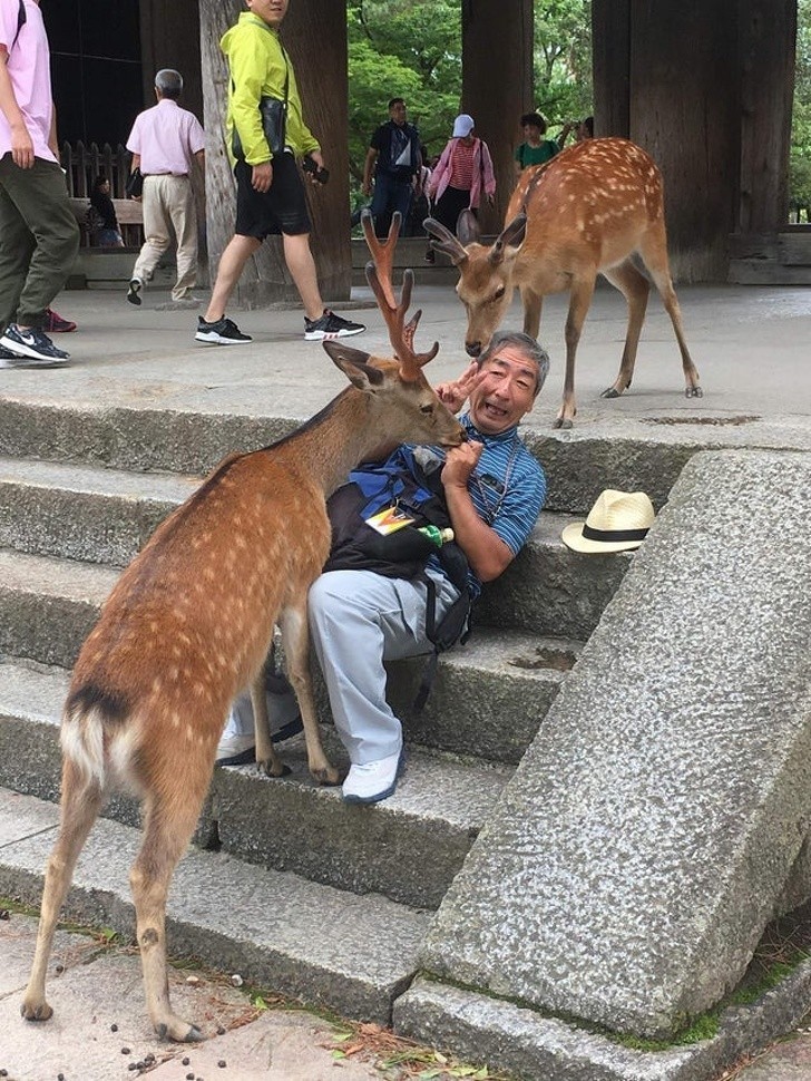 16. Miasto Nara jest dosłownie pełne jeleni, które zadomowiły się na tym obszarze.
