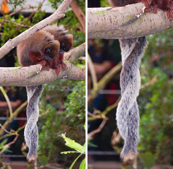 3. Małpy z gatunku Callicebus cupreus znają uczucie zazdrości.