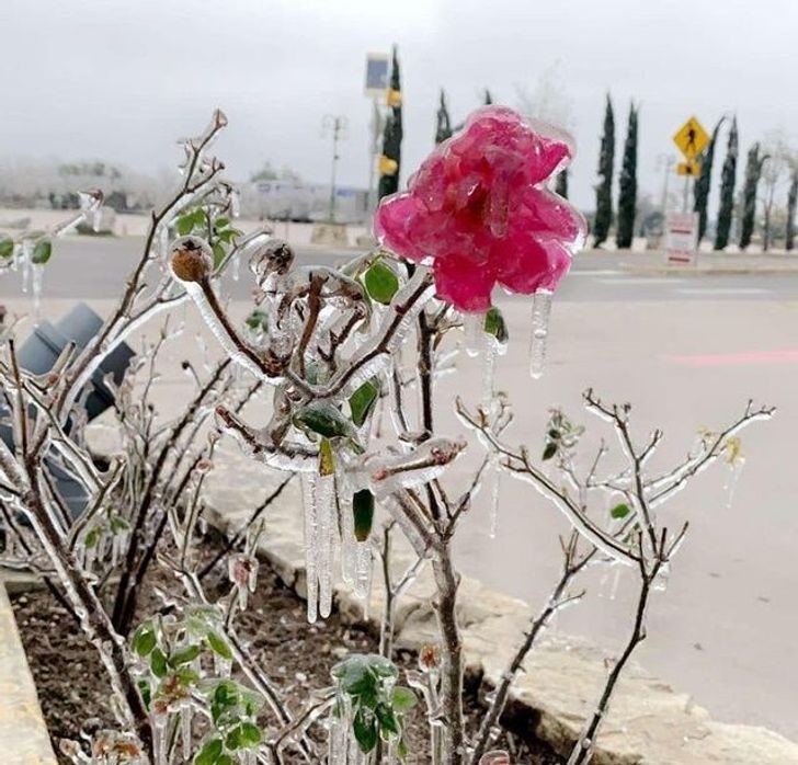 "Zamarznięte kwiaty podczas zamieci śnieżnej w Teksasie"