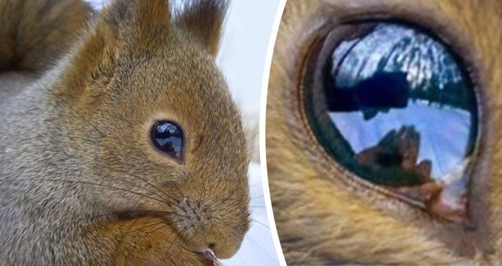 "Zrobiłam zdjęcie wiewiórki z tak bliskiej odległości, że w jej oku widać mój telefon i rękę z orzechami."