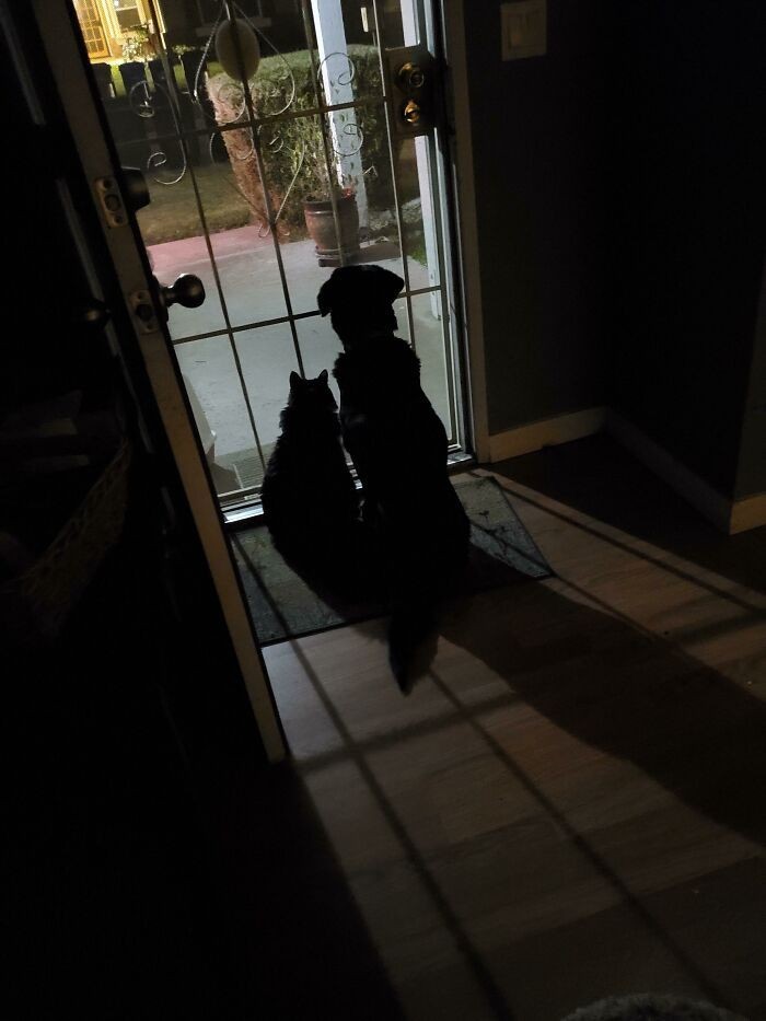 "Syn zawsze wysyła mi wiadomość, że jest w drodze do domu, więc otwieram drzwi, by jego 17-letni kot i 16-letni pies mogli na niego poczekać."