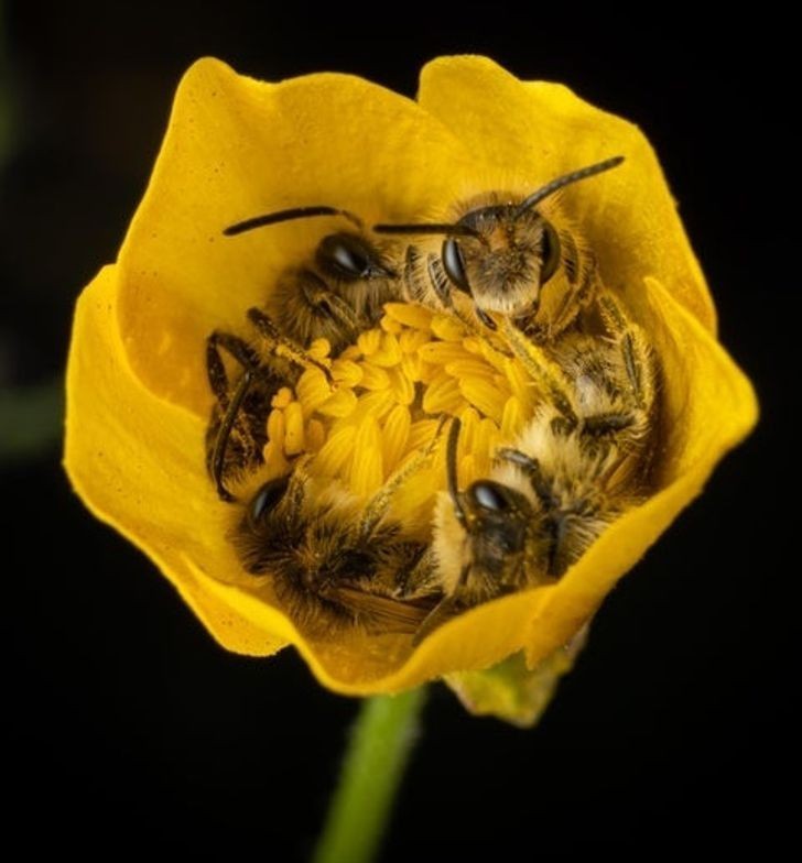 16. 4 pszczoły drzemiące w tym samym kwiatku
