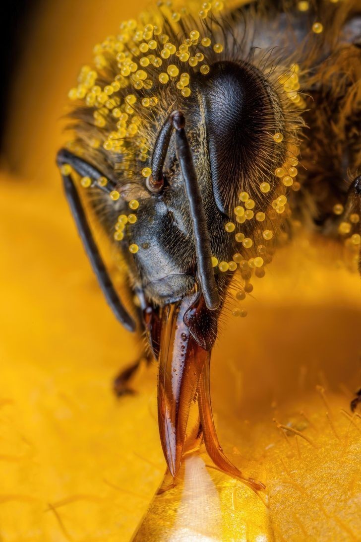 5. Pszczoła pokryta pyłkiem