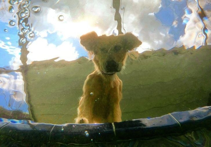8. Zdjęcie psa wykonane pod wodą