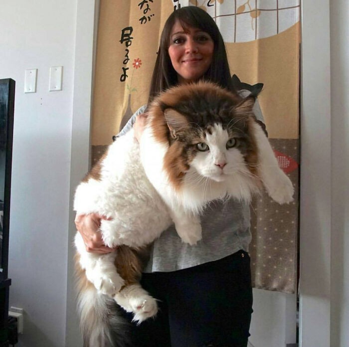 To bardzo duży kot.