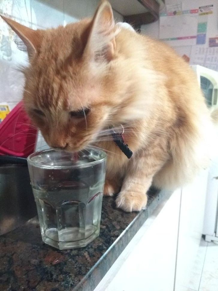 2. "Przestańcie traktować swoje zwierzaki tak, jakby były ludźmi! Mój kot pije wodę wyłącznie jeśli naleję mu ją do szklanki."