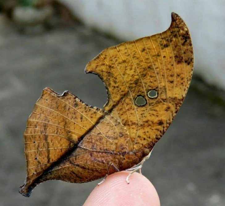 1. Motyl, który potrafi idealnie upodobnić się do zeschniętego liścia