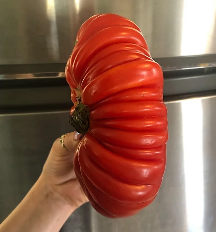 15. Olbrzymi pomidor, ważący ponad 2 kg