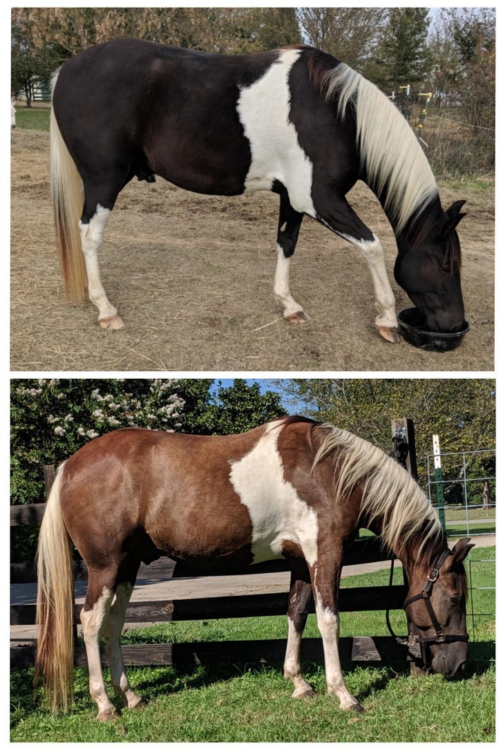 16. Różnica w kolorze sierści konia podczas lata i zimy
