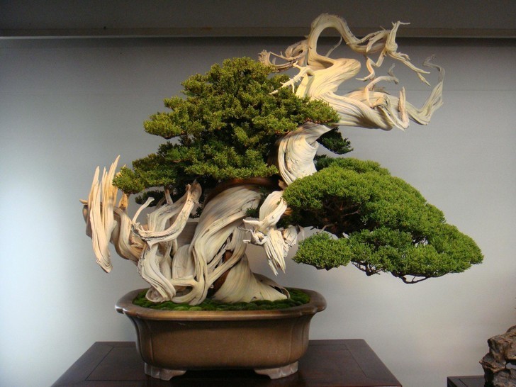 4. 800-letnie drzewko bonsai