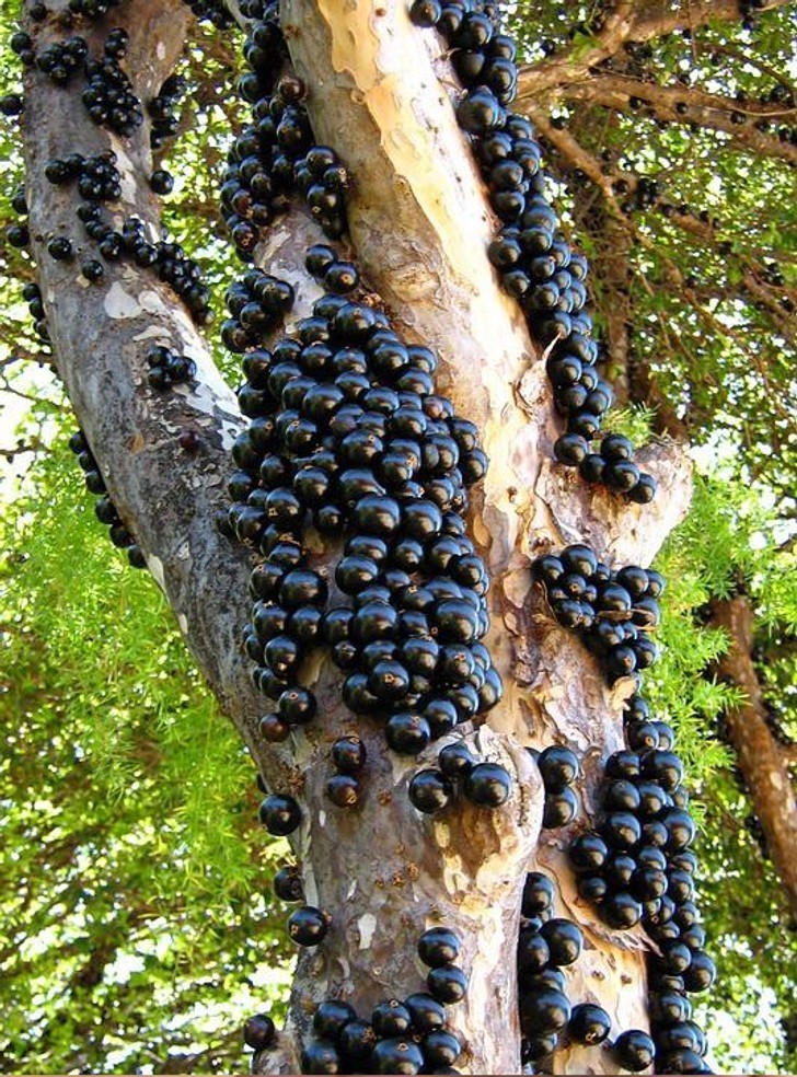 5. Plinia cauliflora - gatunek drzewa, którego owoce wyrastają bezpośrednio z kory