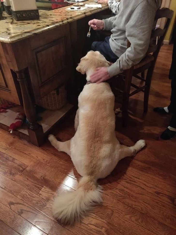 "Mój pies siedział w ten sposób, podczas gdy dziadek karmił go widelcem."