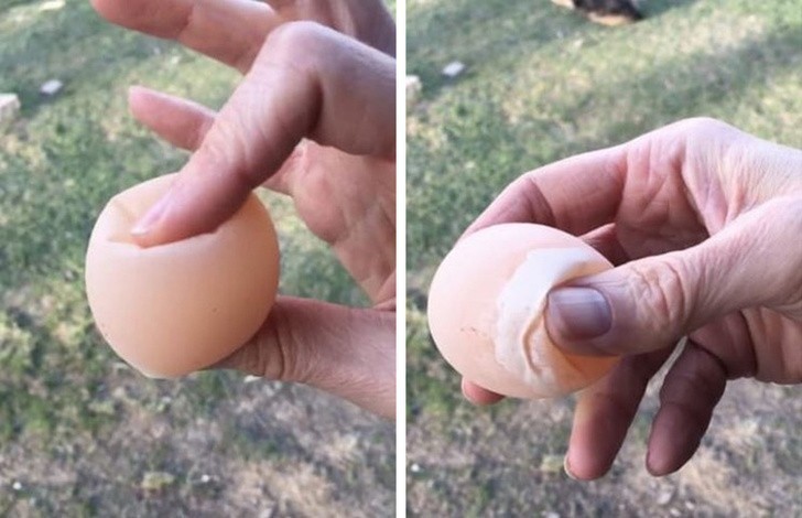 12. Jeśli będziesz moczyć surowe jajo w occie przez dwa dni, stanie się ono rozmiękłe.