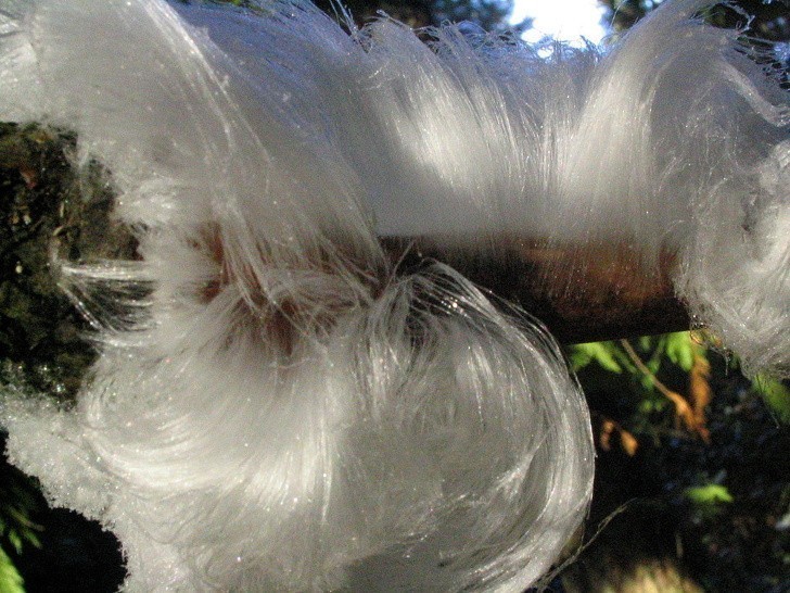 18. W połączeniu z określonym gatunkiem grzyba, lód jest w stanie formować się w tak cieniutkie pasemka, że przypomina włosy.