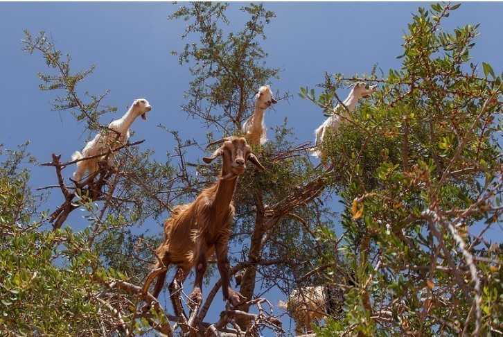 9. Kozy w Maroko znane są ze wspinania się na drzewa w poszukiwaniu owoców.