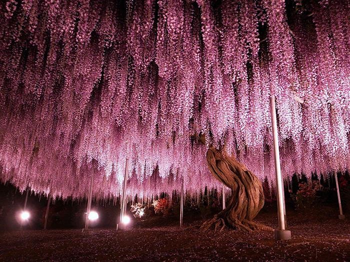 150-letnia wisteria w japońskim parku Ashikaga