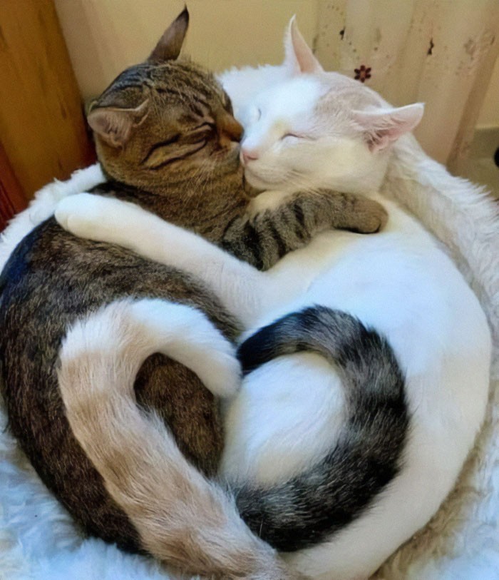 Dwa koty, jedno serce