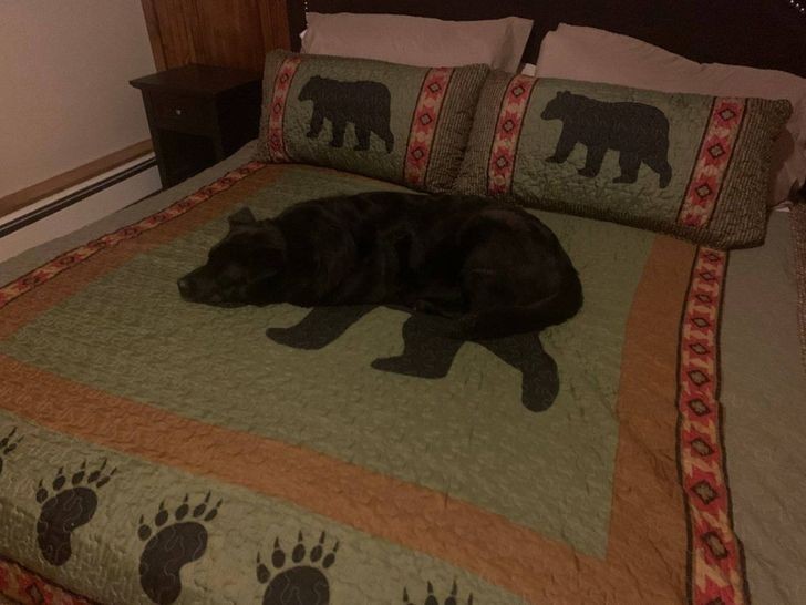 16. Kto wpuścił tego niedźwiedzia na łóżko?