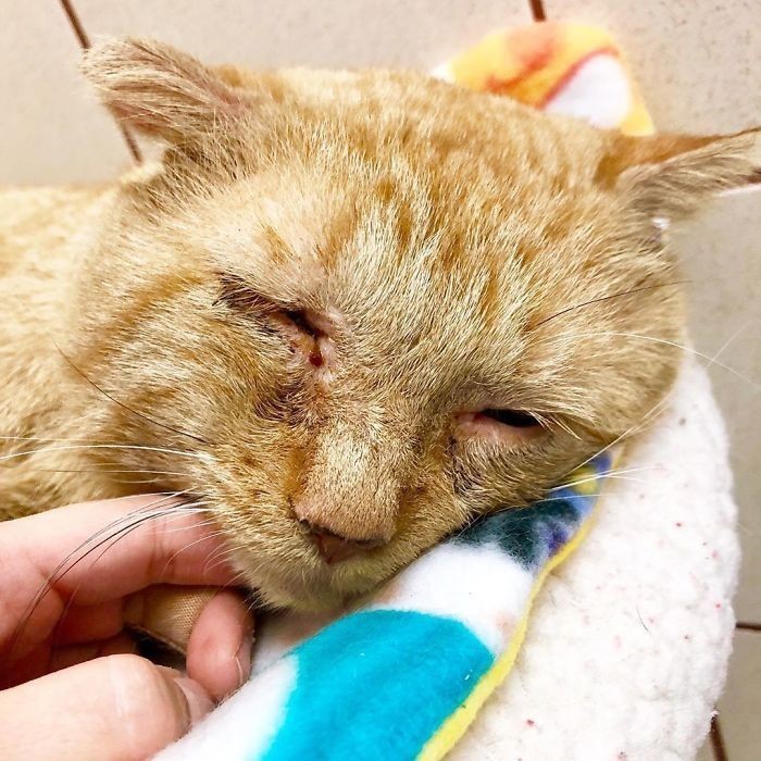 2. "Ciało kota było poznaczone licznymi bliznami, miał ukruszone zęby, i cierpiał na poważne problemy z układem immunologicznym."
