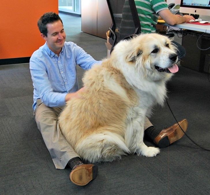 "Jako że mamy dziś dzień zabierania psów do pracy, poznajcie naszego 60-kilogramowego maluszka."