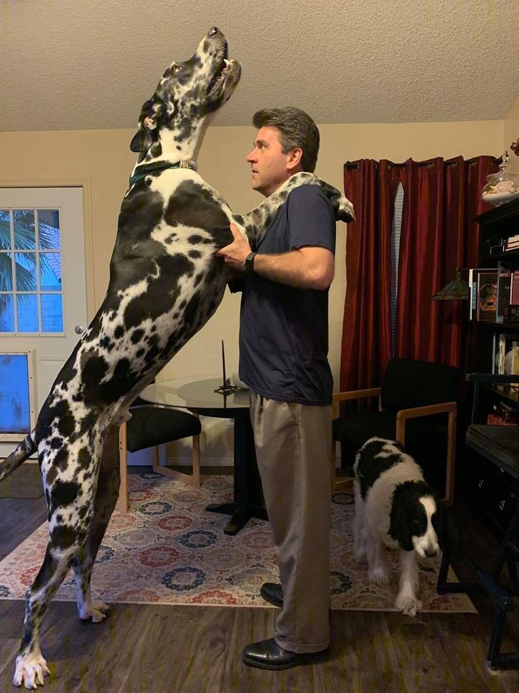 "Mój tata i mój pies (Tata ma 190 cm)"