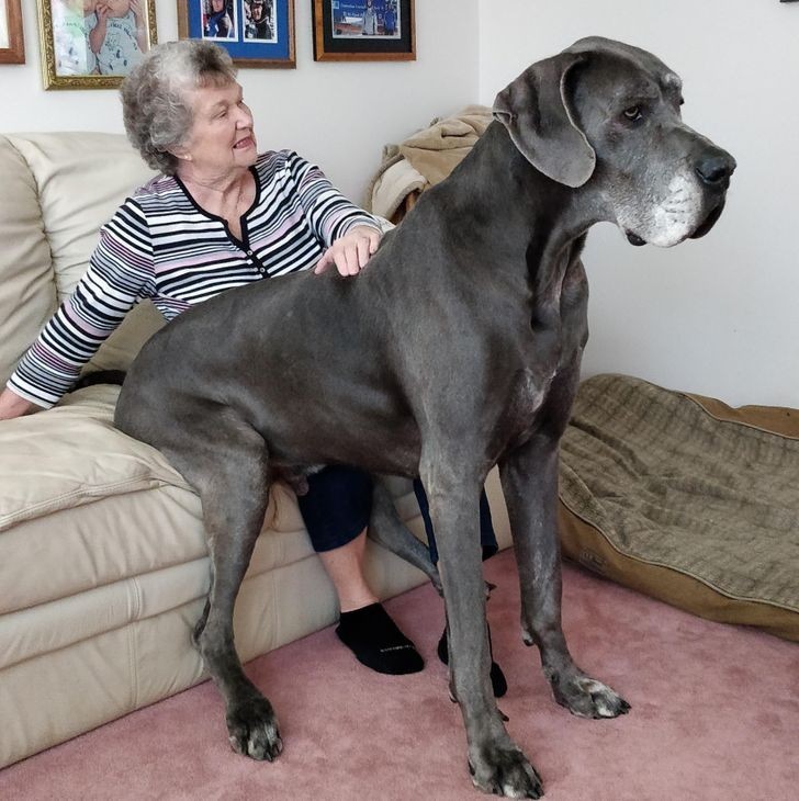 "Mój pies lubi siadać babci na kolanach."