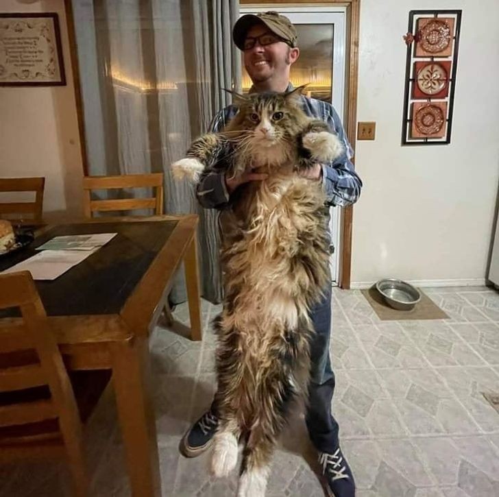 "Kot mojego znajomego jest niemal tak duży jak on."
