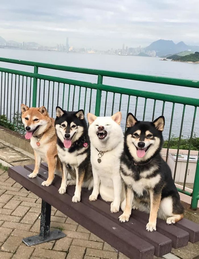 Ich właścicielka, Yoko, często urządza sesje fotograficzne z udziałem wszystkich czterech psiaków.