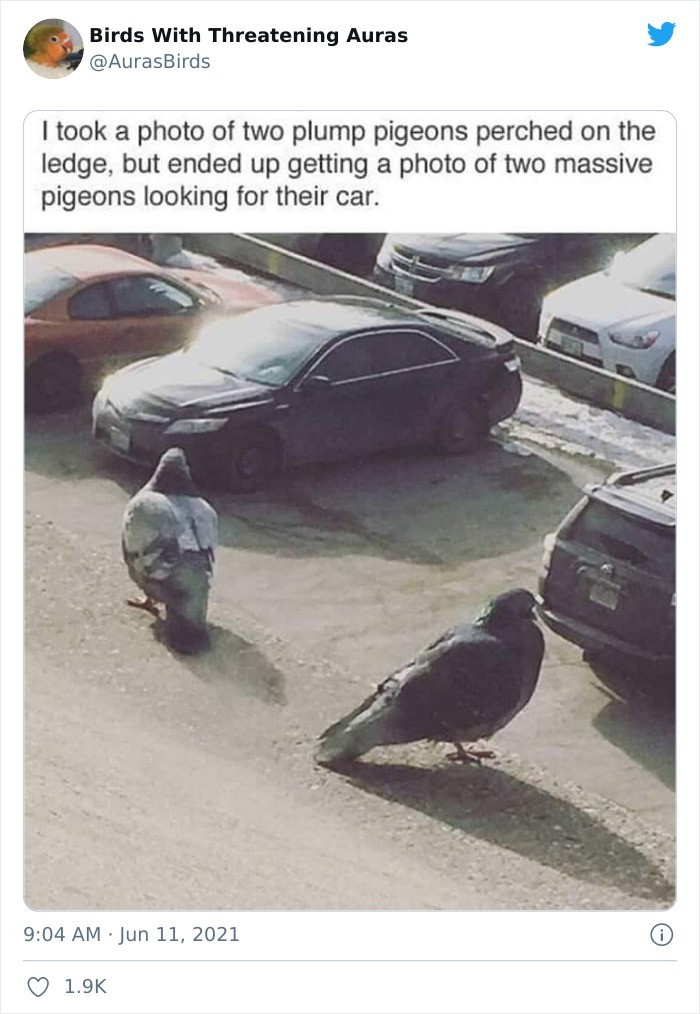"Zrobiłem zdjęcie dwóch przysadzistych gołębi siedzących na krawędzi, ale wyszło mi zdjęcie dwóch ogromnych gołębi szukających swojego auta."