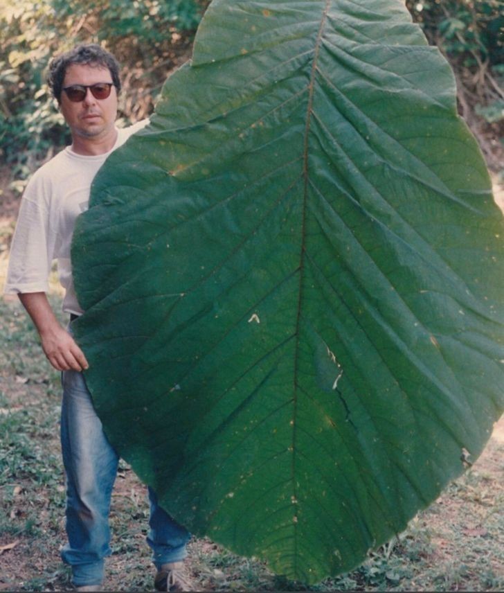 15. Jeśli nigdy nie widzieliście liścia większego od dorosłego człowieka, oto on: