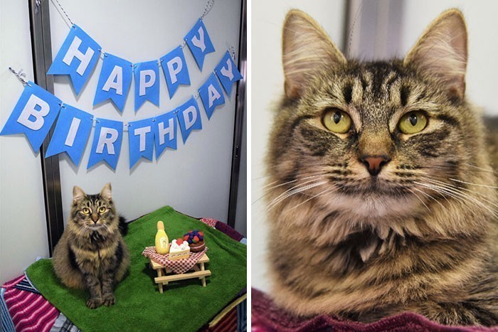 Pracownicy schroniska zorganizowali tej kotce urodziny, mając nadzieję, że ktoś ją adoptuje, ale nikt się nie pojawił.