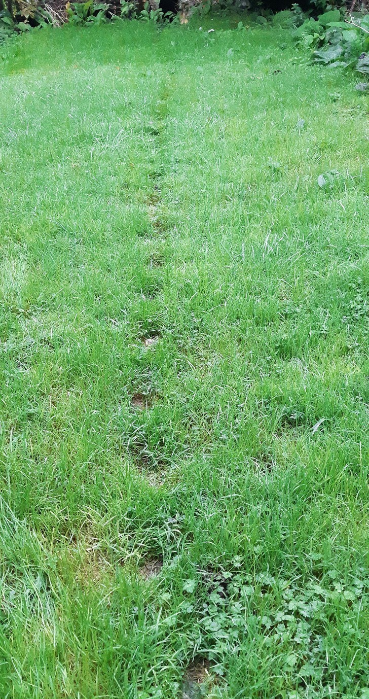 5. Odciski łap 2 kotów, które zawsze używają tej samej ścieżki przez trawnik.