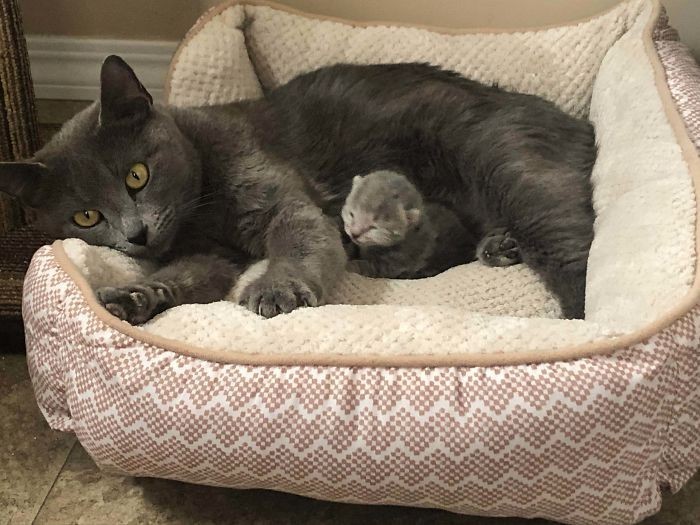 1. "Przygarnęłam piękną (i bardzo chudą) kotkę, a parę dni później urodziła pojedynczego kociaka. Oto Stella i Bug."