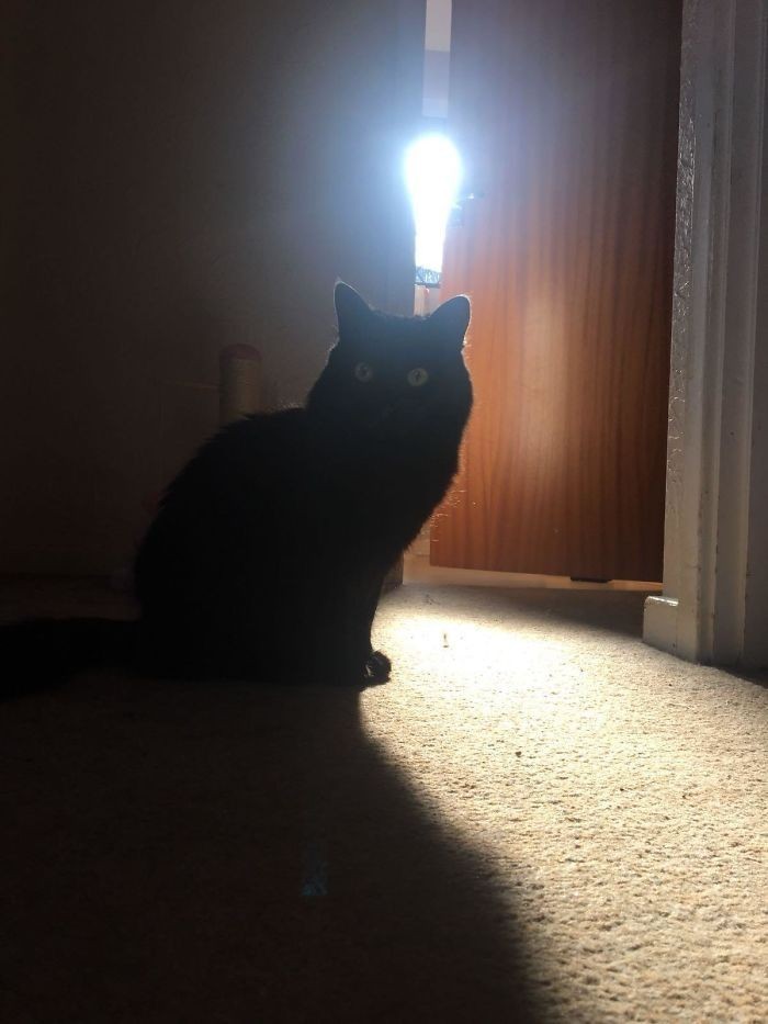 11. "Światło padające z okna w łazience sprawia, że mój kot wygląda jakby właśnie wpadł na jakiś genialny pomysł."