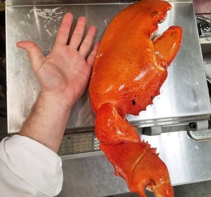 11. Ogromne szczypce homara