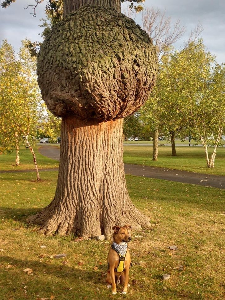 1. "Gigantyczny obrzęk na pniu drzewa i mój piesek dla porównania rozmiaru"