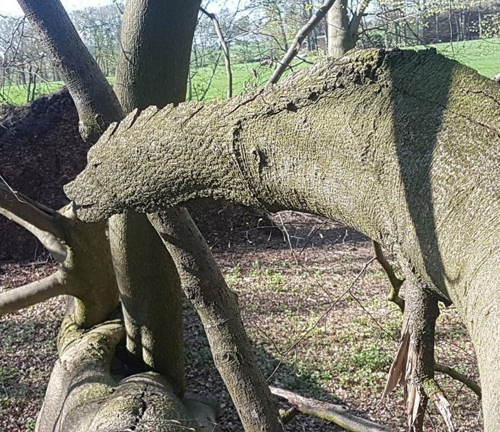 3. "To złamane drzewo wygląda jak dinozaur albo smok."