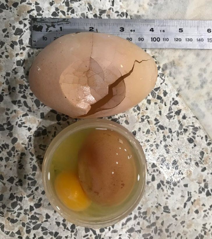 6. "Nasza kura zniosła 10-centymetrowe jajo, w którym znajdowało się... drugie jajo."