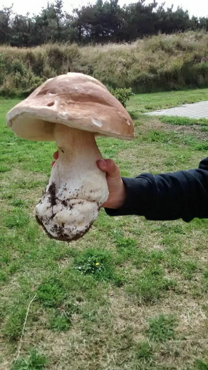 "Ten grzyb, którego znalazłem 5 lat temu."