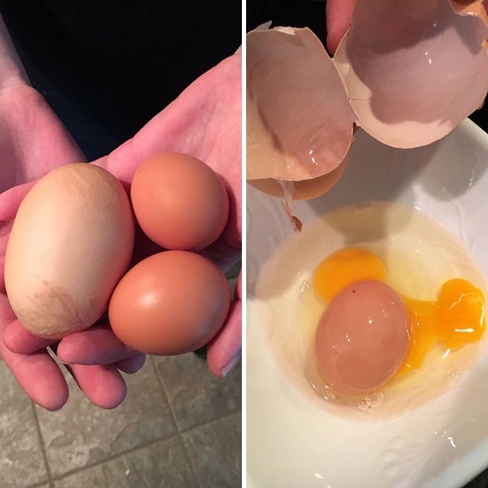 "Kura moich znajomych zniosła ogromne jajko, wewnątrz którego było kolejne, zwyczajne."