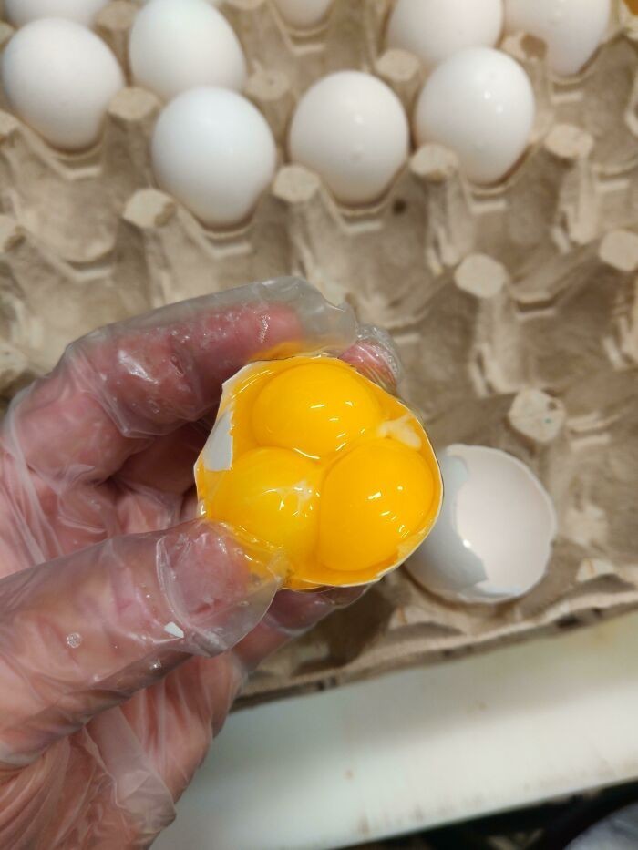 "Rozbiłam skorupkę jajka i znalazłam wewnątrz trzy żółtka."