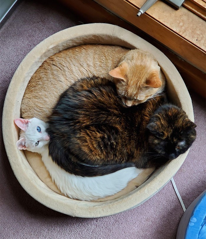 11. „Mamy 4 łóżka dla 3 kotów, a one...”
