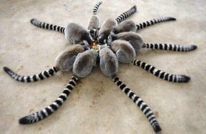 Rzadki pająk z Madagaskaru