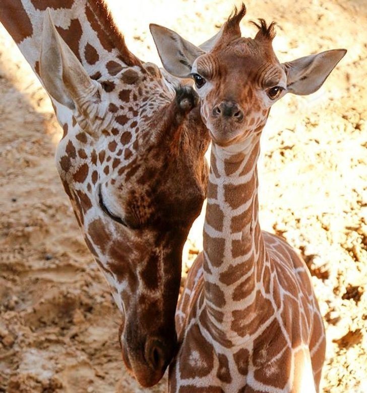 W trakcie porodu, cielę żyrafy spada na ziemię z wysokości 2 metrów.