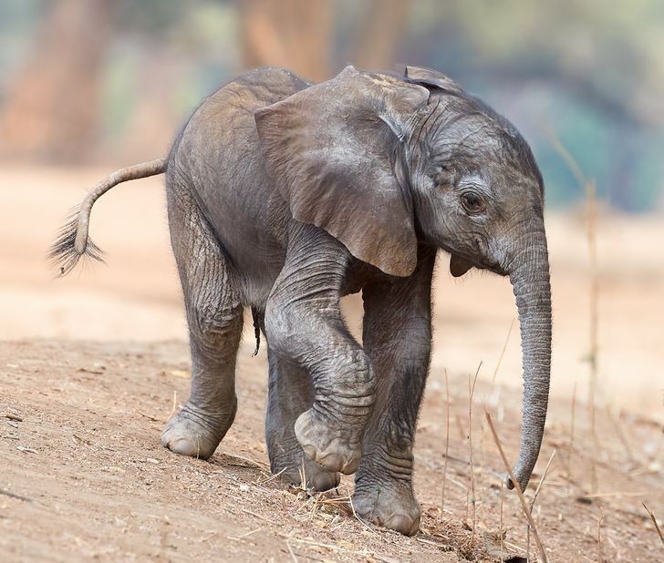 Cielę słonia nie potrafi używać trąby.