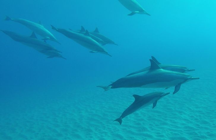 Cielęta delfinów potrafią ssać mleko pod wodą.