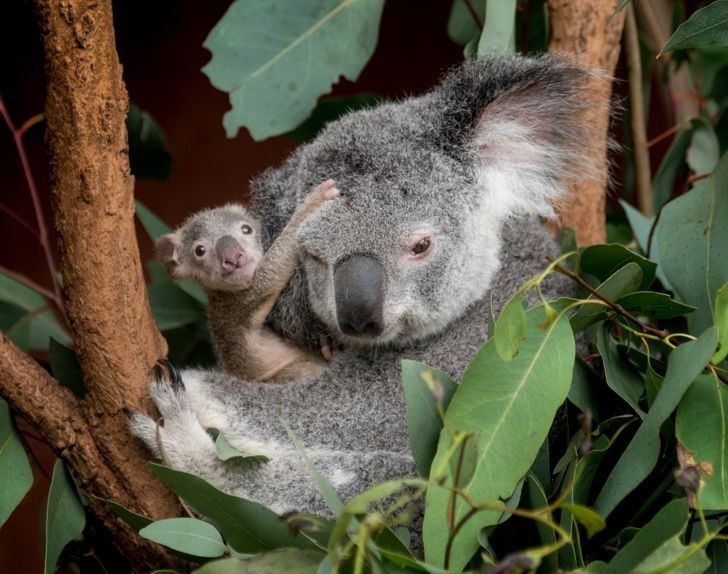 Małe koale tuż po narodzinach mają rozmiar ziarenka fasoli.